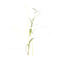 3d rendering of Leptochloa grass isolated on transparent Canvas png