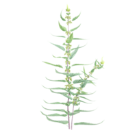 3d rendering of Common Nettle isolated on transparent Canvas png