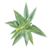 From the top view of Urtica dioica plant for architecture visualization png