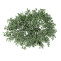 3d illustration of Birch tree isolated on transparent canvas from top view png
