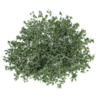 3d Rendering Of Birch tree on Transparent Canvas from the top view png