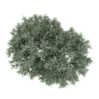 collection of Birch tree isolated on transparent Canvas from the top view png