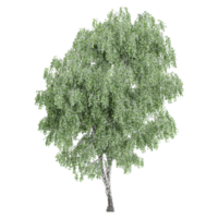 3d Rendering Of Birch tree on Transparent Canvas png