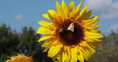 Bee and butterfly collect nectar at flower Helianthus closeup. Blooming flower with yellow petals and edible seeds. Sky and trees blurred in background, focus on flower. Common sunflower video