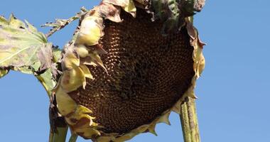 Overripe dry sunflower head with dried leaves and petals without seeds due to damage by birds on field. Large sunflower on blue sky background. Wind shake empty sunflower head in arid summer video