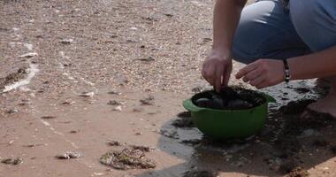 Hands of unrecognizable woman wash and clean mussels in bowl with sea water in surf on beach sand. Tear off seaweed from shells and throw out in water. Preparing black shell mussels for cooking video