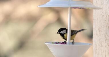 Charming bird feeder made from old plates for attracting various birds. Eurasian blue tit peck food from DIY bird feeder hanging on wall. Bird titmouse eat food. Small bird pick grain and fly away video