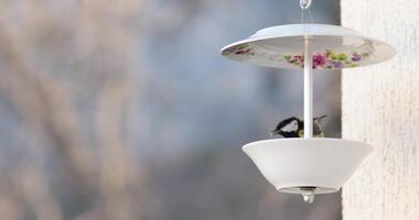 Charming bird feeder made from old plates for attracting various birds. Eurasian blue tit peck food from bird feeder hanging on wall. Bird titmouse eat food from DIY bird feeder video