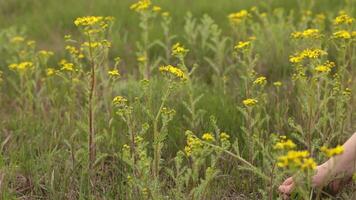 Spring meadow of flowering herbs with rich yellow flowers look like daisy closeup, camera move up, rack focus to swamp in background. Pick blooming plant with hand. Senecio vernalis, eastern groundsel video