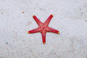 Colored Tile Star, Fromia spp photo