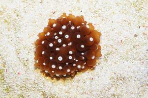 White Tip Bubble Anemone, Entacmaea quadricolor photo