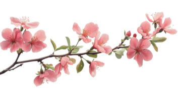 Tree branch red flower isolated on transparency background, Hibiscus flowers branch png