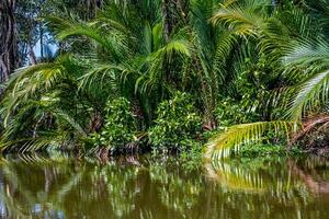 Dense jungle along a river in the Sultanate of Brunei on Borneo Island photo
