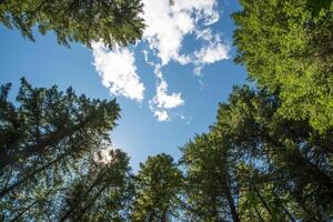 Blue sky and clouds with ponderosa pines in a forest photo