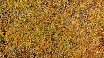 A close up of a grassy field with some weeds photo