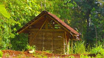 A small hut in the middle of a forest photo