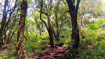 A trail in the woods with trees and plants photo