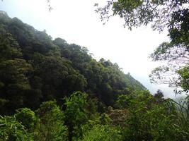 A view of a forested area with a large tree photo