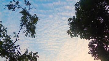 A plane flying through the sky with trees in the background photo