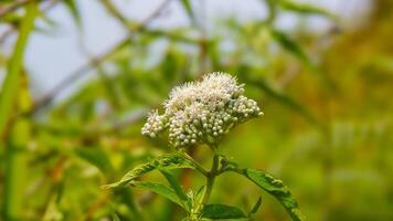 A small white flower with green leaves in the background photo
