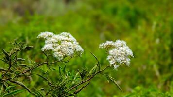 Two white flowers are in the middle of a green field photo