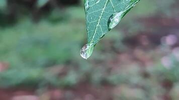 A drop of water is hanging from a leaf photo