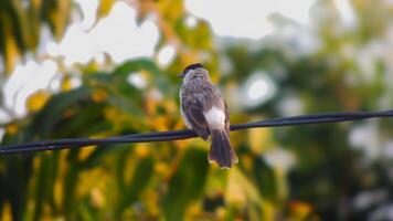 A bird sitting on a wire with a blurry background photo