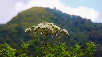 A plant with white flowers in front of a mountain photo