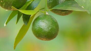 Avocados on the tree photo