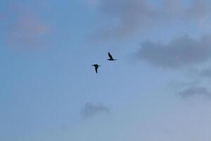 image of birds in the sky photo