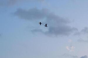image of birds in the sky photo