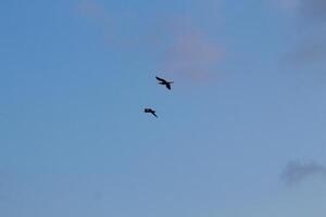 image of birds in the sky photo