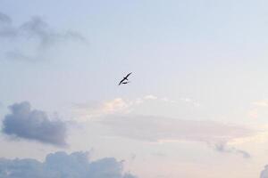 image of birds in the sky photo
