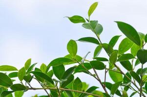 Ficus annulata Blume, Banyan Tree or MORACEAE and sky in blur background or leaves and sky background photo