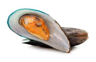 Front view of cooked or steamed green mussels in stack isolated on white background with clipping path photo