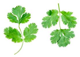 Top view set of fresh green coriander leaves isolated on white background with clipping path photo