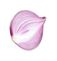 Top view of red purple onion or shallot in half isolated on white background with clipping path photo