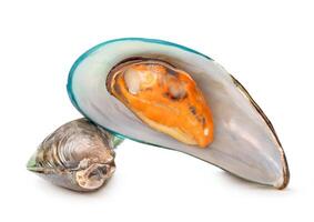 Front view of cooked or steamed green mussels in stack isolated on white background with clipping path photo