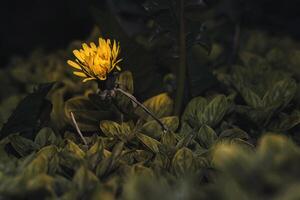 A single yellow flower is growing in the middle of a field photo