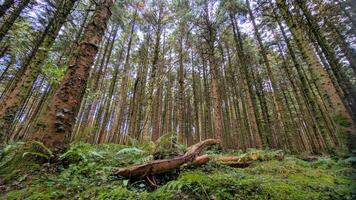 Hiking in the autumn Merlin forest park, Galway, Ireland, nature woods background photo