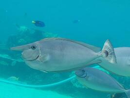 Unicorn Fish in Aquarium photo
