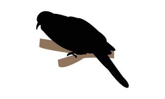 Spotted Dove Silhouette vector