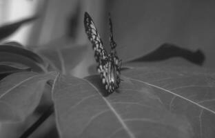 Butterfly close view macro background, butterflies in their natural habitat black and white grayscale background photo