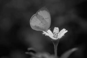 Butterfly close view macro background, butterflies in their natural habitat black and white grayscale background photo
