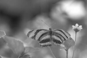 Butterfly close view macro background, butterflies in their natural habitat black and white grayscale background photo