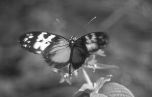 Butterfly close view macro background, butterflies in their natural habitat black and white grayscale background photo