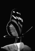 Butterfly close view macro background, butterflies in their natural habitat black and white grayscale background photo