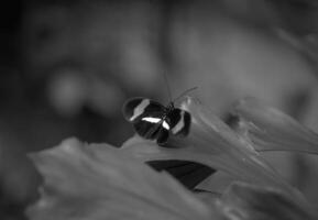 Butterfly close view macro background, butterflies in their natural habitat black and white grayscale background photo