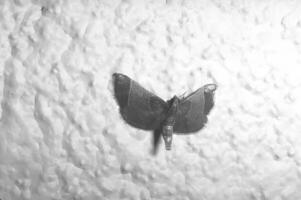 Butterfly close view macro background, butterflies in their natural habitat black and white grayscale background photo