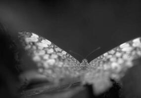 mariposa cerca ver macro fondo, mariposas en su natural habitat negro y blanco escala de grises antecedentes foto
